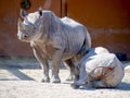 Black rhinoceros in zoo Royalty Free Stock Photo