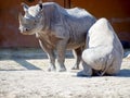 Black rhinoceros in zoo Royalty Free Stock Photo