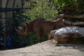 A Black rhinoceros in the zoo