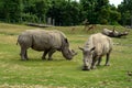 Black rhinoceros in the zoo in Veszprem Hungary Royalty Free Stock Photo