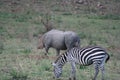 A Black RhinocerosDiceros BicornisFaru or Kifaru and Burchells Zebra Equus Burchells Punda Milia. Royalty Free Stock Photo