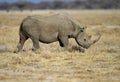 Black Rhinocerus Royalty Free Stock Photo