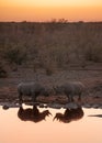 Black rhinos at the watering hole, Etosha National Park, Namibia Royalty Free Stock Photo