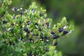Black ribes in Mediterranean forest Royalty Free Stock Photo