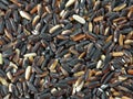 Black rice Royalty Free Stock Photo