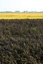 Black rice field in summer, Lomellina (Italy)