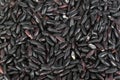 Black rice grains, close macro view