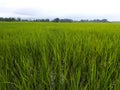 Black Rice Pady field Royalty Free Stock Photo