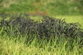 Black rice Royalty Free Stock Photo
