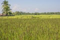 Black rice purple rice field in the morning