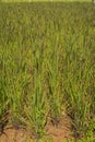 Black rice purple rice field in the morning