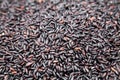 Black rice texture Royalty Free Stock Photo