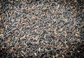 Black rice Thailand (Berry rice) Royalty Free Stock Photo