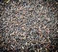 Black rice Thailand (Berry rice), organic rice Royalty Free Stock Photo
