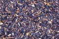Black rice Royalty Free Stock Photo