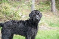 Black riesenschnauzer dog