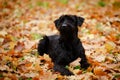A black Riesenschnauzer puppy is relaxing among the autumn leaves of the forest on a beautiful warm day. The dog is Royalty Free Stock Photo