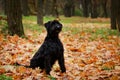 Black Riesenschnauzer sits on fallen yellow foliage in the autumn forest. Performs commands correctly and dexterously