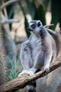 Black ringed lemure sits on branch in profile Royalty Free Stock Photo
