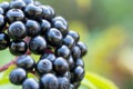 Black ripe berries of sambucus nigra on a branch close-up. Black elderberry bush with fruits in the forest. Royalty Free Stock Photo