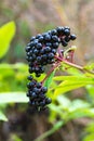 Black ripe berries of sambucus nigra on a branch close-up. Black elderberry bush with fruits in the forest. Royalty Free Stock Photo