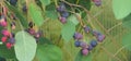 Black ripe berries of shadberry. Berry Bush in the garden