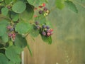 Black ripe berries of shadberry. Berry Bush in the garden