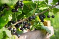 Black ripe berry of currant