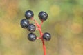 black ripe bird cherry berries on a thin red branch Royalty Free Stock Photo