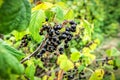 Black ripe currant in the garden