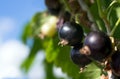 Black ripe currants grow d Royalty Free Stock Photo