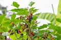 Black ripe mulberries on the branch Royalty Free Stock Photo