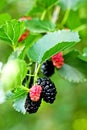 Black ripe and red unripe mulberries on the branch Royalty Free Stock Photo