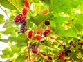 Black ripe and red unripe mulberries on the branch of tree. fresh mulberry provides Royalty Free Stock Photo