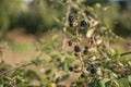 Black ripe, ripening, and unripe wild blackberries