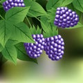 Black, ripe, sweet blackberry hanging on a branch with green leaves.