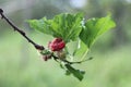 Black ripe and unripe mulberries red and green on the branch.