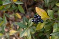 Black ripe wild berries on a Bush with yellow, green and brown autumn leaves with green in autumn Royalty Free Stock Photo