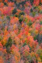 Black river national forest in Michigan upper peninsula during autumn time Royalty Free Stock Photo
