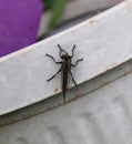 A Black Robber Fly Resting on a Plastic Pot