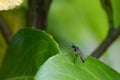 Black robber fly sits on a green leaf Royalty Free Stock Photo