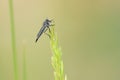 robber fly Royalty Free Stock Photo