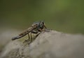 black roberfly perched on the ground