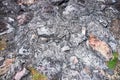 Black rock surface with green leaves. Volcanic lava stone top view. Natural material background. Solid foundation concept. Royalty Free Stock Photo