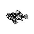 Black rockfish with spots swims on a white background. Royalty Free Stock Photo