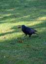 A black rook bird collecting nuts on a green grass lawn