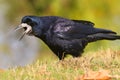 Black Rook bird with open beak