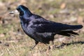 A black rook bird stands on the ground and looks ahead on a bright sunny day.