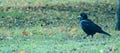 Black rook is importantly walking in a green meadow