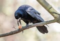 black rook with nut on tree Royalty Free Stock Photo